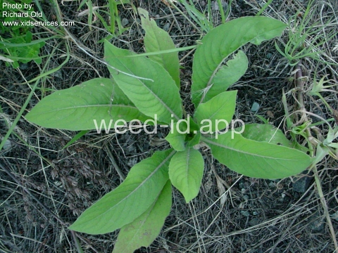 eveningprimrose, silky